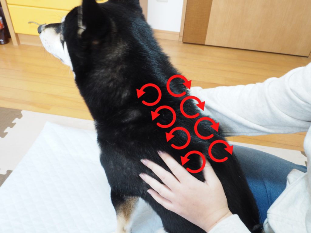 マッサージペット JPMA(一社) 日本ペットマッサージ協会